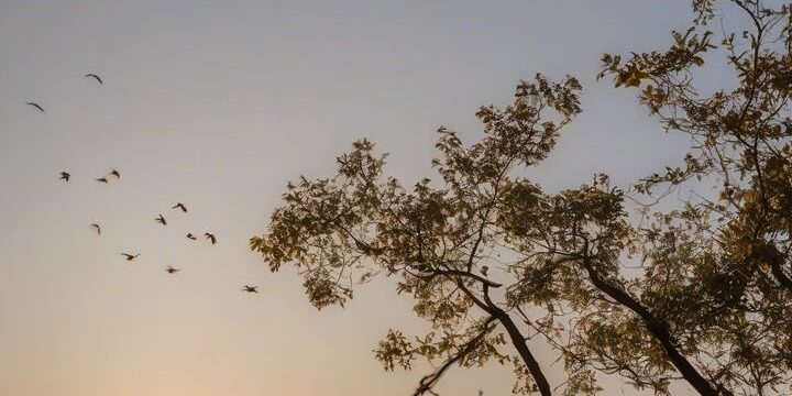 Boosting Authenticity in Creative Images