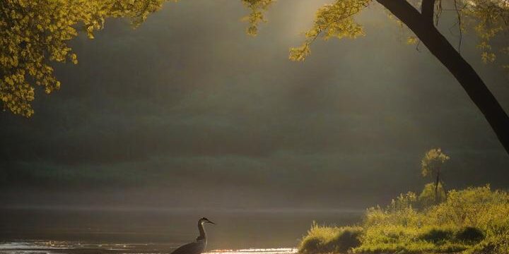 5 Essential Photography Techniques to Enhance Your Skills