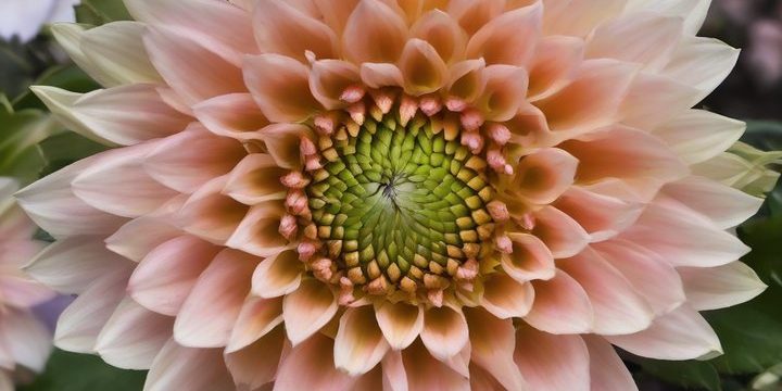 Canon’s New Wide-Angle Macro Lenses Development