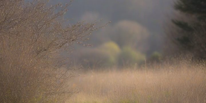 Canon’s Potential Super Telephoto Lens to Compete with Sigma