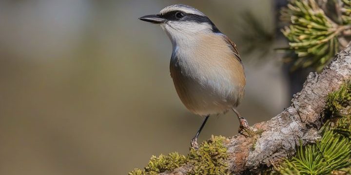 The Rise of Subpar Bird Photography
